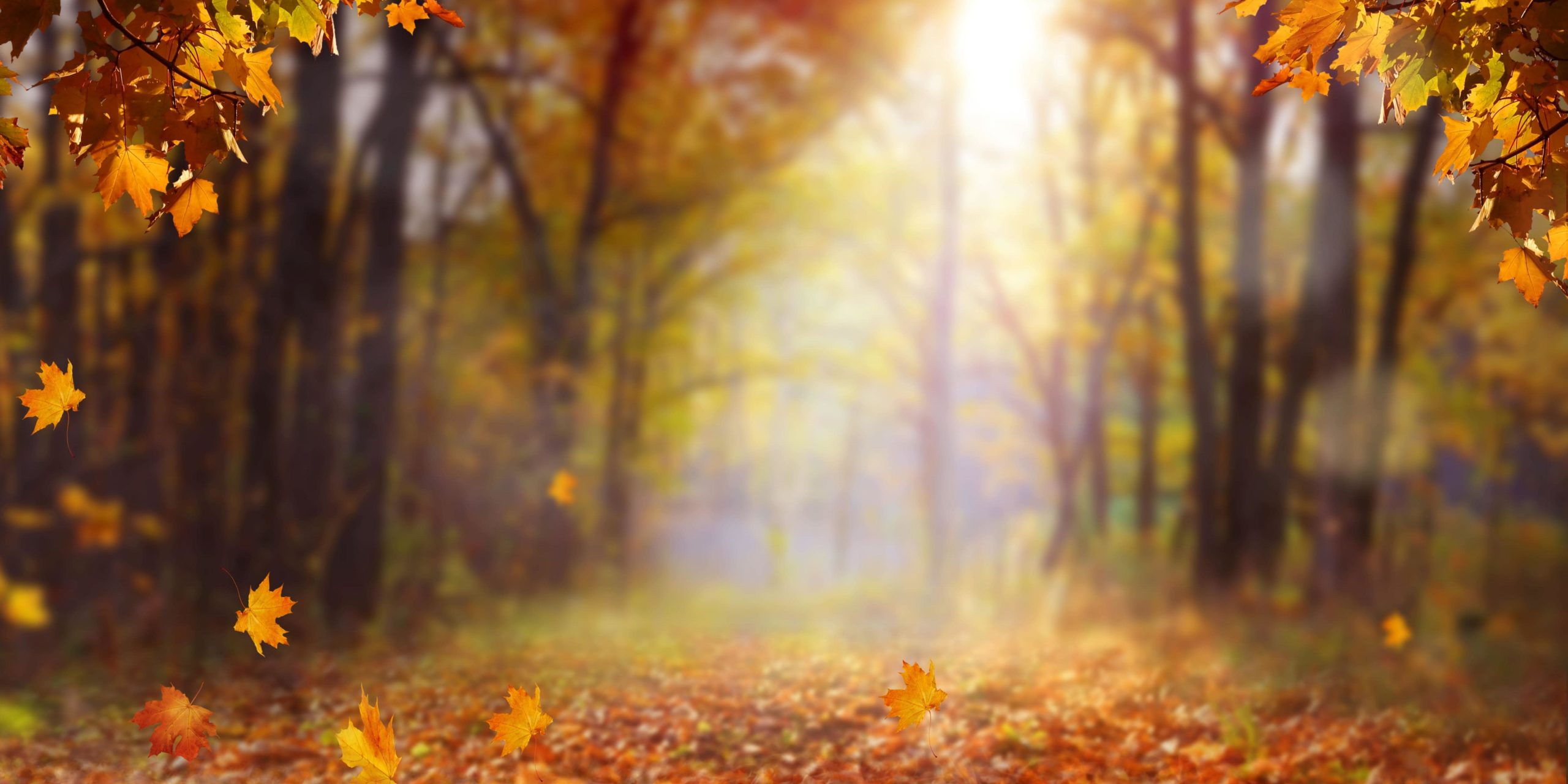 Herbst Holi Livits Herbst Holi Livits