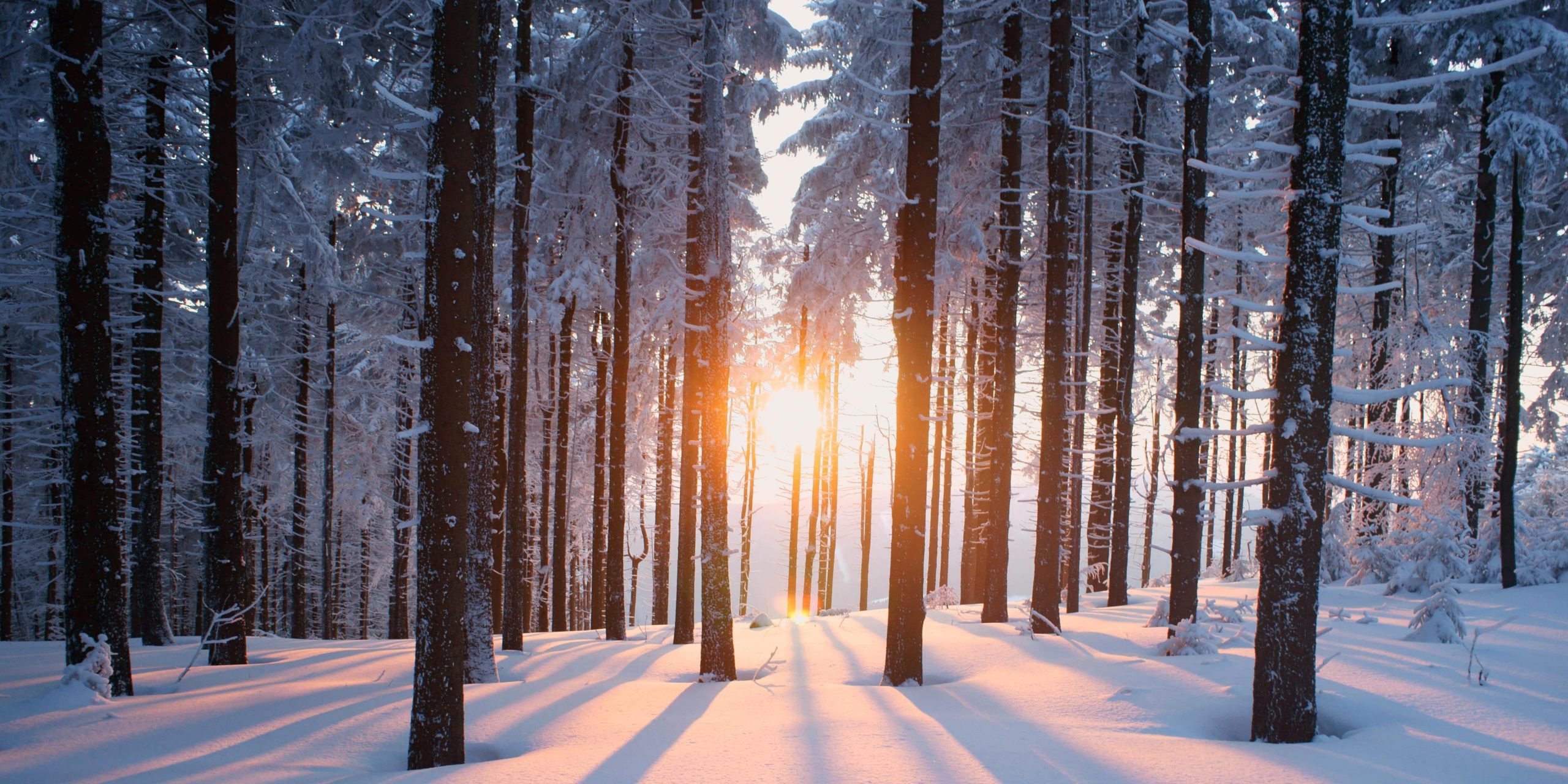 Winter Holi Livits Winter Holi Livits
